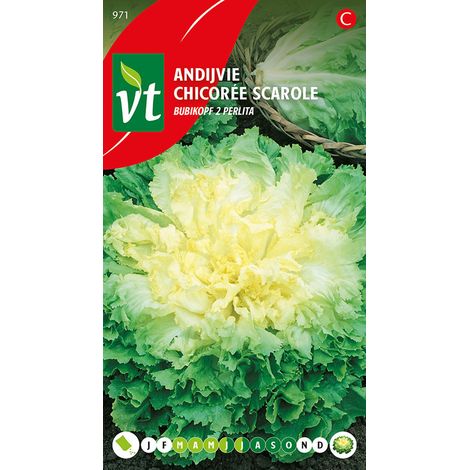 Chicorée Perlita - Ca. 2 gr (Livraison Gratuite) (1/2)