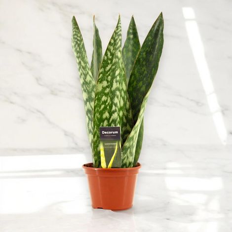 Gardenaria Sansevieria jamaiquina 'Queen' - Pianta da interno ornamentale - Altezza: 30 cm (vaso 14) (1/5)
