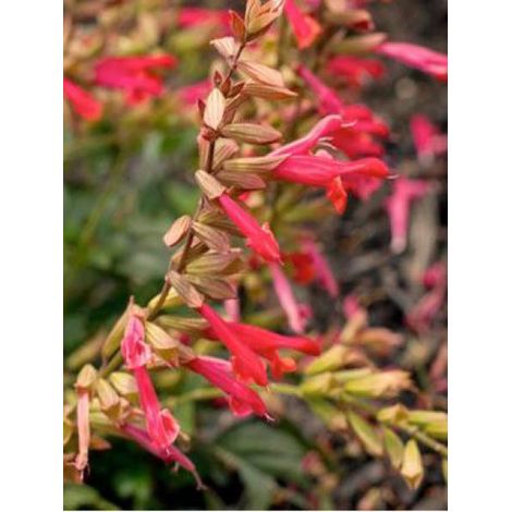 Sauge 'Ember's Wish' Godet de 8/9 cm (1/3)