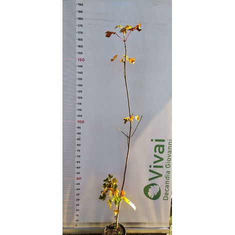 PIANTA DI ACER PSEUDOPLATANUS IN VASO 18 CM (foto reale) ACERO DI MONTE