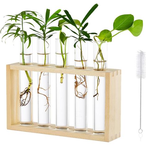 Glasvasen-Set mit Holzständer für Pflanzenvermehrung (1/5)