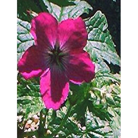 Géranium vivace psilostemon 'Red Admiral' Godet de 8/9 cm (1/2)
