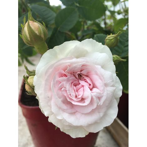 Rosier arbuste 'Cuisse de Nymphe' Pot de 4L/5L (1/2)