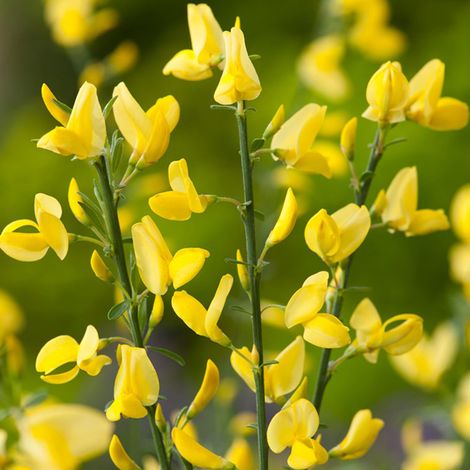 Genêt précoce  - Cytisus praecox 'Allgold'  - 40-60 cm pot