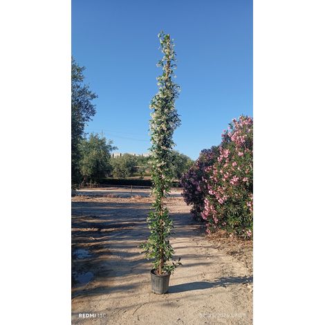 RHYNCOSPERMUM JASMINOIDES (FALSO GELSOMINO) 1 CANNA VASO 30 H.300/350 (1/4)