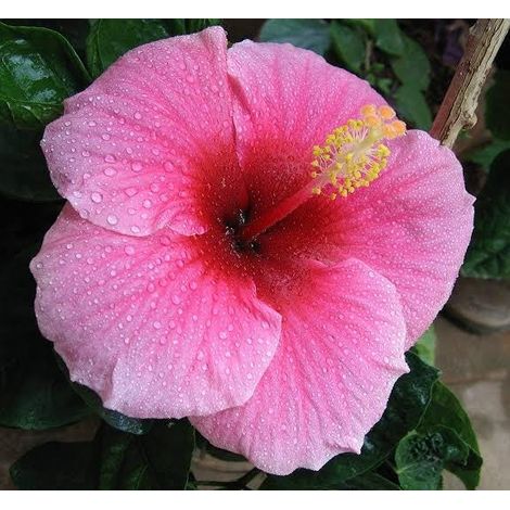 hibiscus 3 cuttings  single pink