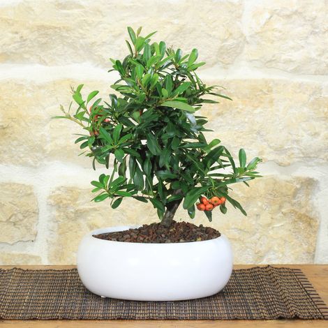 Bonsai di Pyracantha in ciotola bassa - bacche arancioni (1/5)