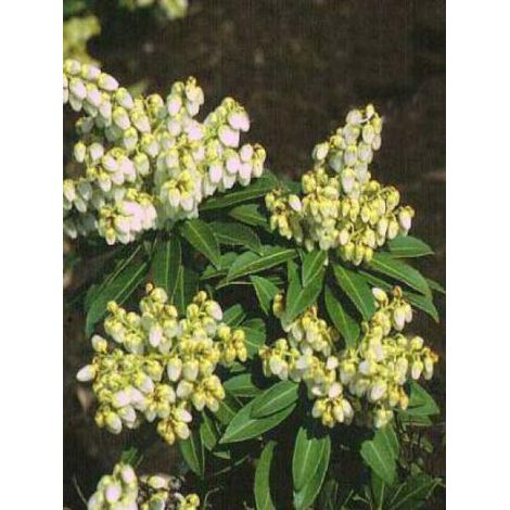 Andromède du Japon 'Sarabande' Pot de 3L/4L