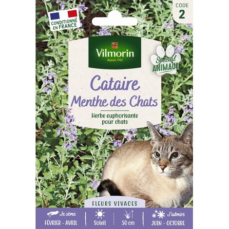 Vilmorin – Cataire menthe des chats (Nepeta cataria) – Herbe à chat euphorisante – Feuilles en forme de cœur – Éloigne les moustiques