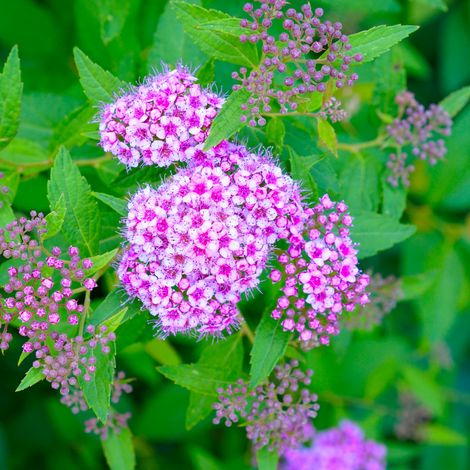 Spirée billiardii - Spiraea billiardii Pot 3L (1/2)