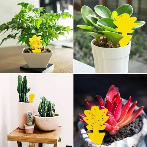 20 Pcs Attrape Moucheron, Anti Moucherons Interieur, Attrape Moucheron Interieur, Anti Moucherons Interieur Cuisine, Piege Moucherons Cuisine Sticky Bug Catchers for Houseplants, Garden Flowers (1/5)