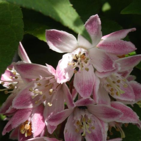 Deutzie Carminea, Deutzia/Pot de 7,5L - 40/60 cm (1/2)