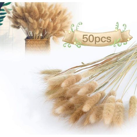 Herbe de la pampa - Bouquet de fleurs séchées - Herbe décorative naturelle pour mariage, maison ou bureau - 50 pièces - Environ 65 cm (1/5)