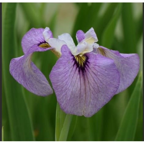 Iris Palustris