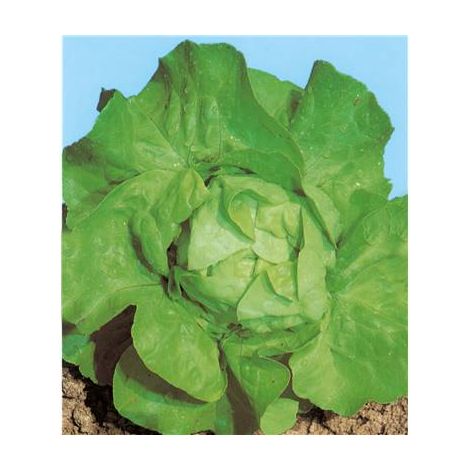 LAITUE MERVEILLE D'HIVER BIO