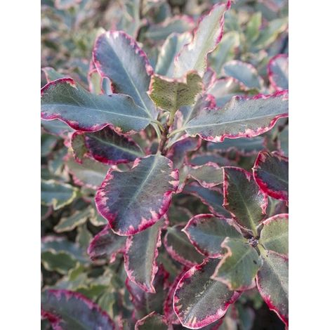 Pittosporum à petites feuilles 'Elisabeth ' Pot de 2L/3L (1/5)