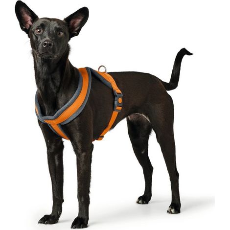 Harnais pour Chien Hunter London Comfort XS-S 39-47 cm Orange (1/3)