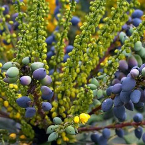 Mahonia media 'Charity' - 30-50 cm pot