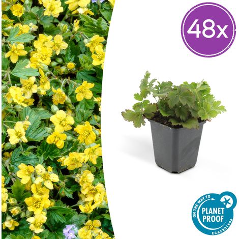 Lot de 48 Waldsteinia ternata Couvre-sol Vigoureux Fleurs Jaunes Pot Ø 9 cm 10 - 25 cm - PANGIVO (1/5)