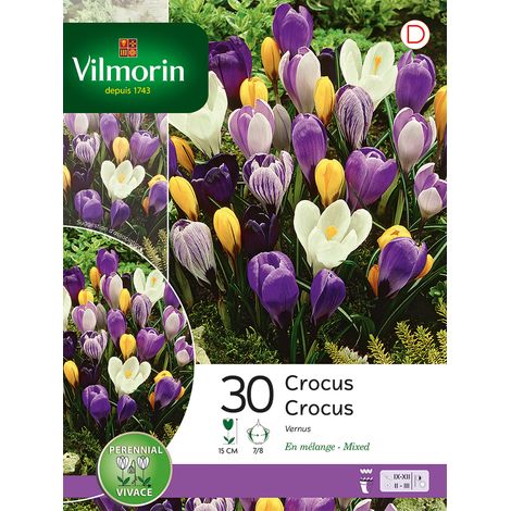 Vilmorin Crocus Vernus En Mélange (x30) (1/2)