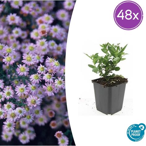 Lot de 48 Asters ageratoides 'Stardust' Plante Vivace Automnale Fleurs Blanches 10-25cm Ø9cm - PANGIVO (1/5)