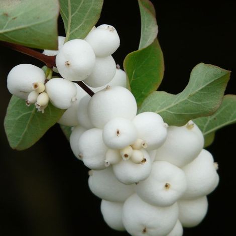 Symphorine White Hedge, Symphoricarpos/Pot de 3L - 20/40 cm (1/4)
