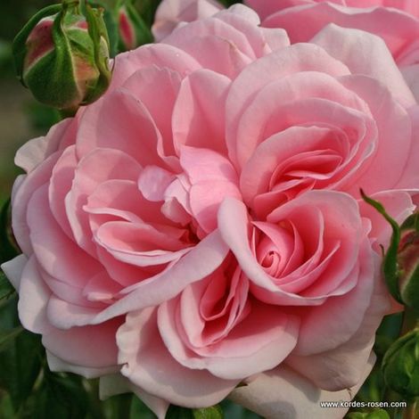 2 x Rosa  - Rosier Kordes - Rosa 'Home And Garden'®
