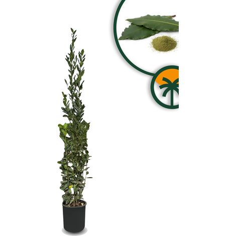 Laurus Nobilis - Laurus Nobilis - Arbuste à feuilles persistantes (1/5)