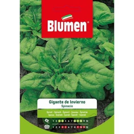 SEMI SPINACIO GIGANTE D'INVERNO BLUMEN