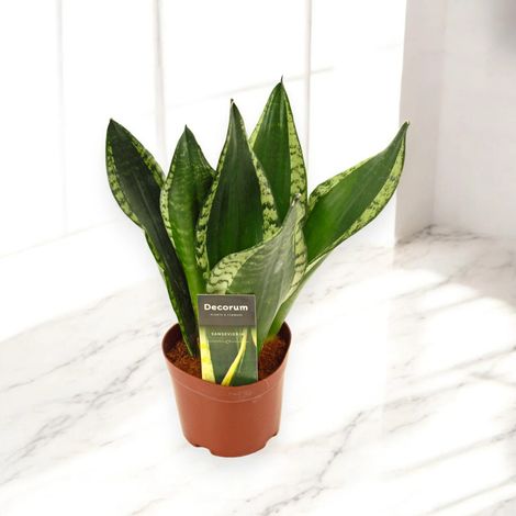 Gardenaria Sansevieria trifasciata 'Silver Flame' - Pianta da interno ornamentale - Altezza: 40 cm (vaso 14) (1/5)