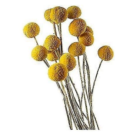 Dongarts, lot de 30 tiges de craspedia séchées naturelles. (1/5)