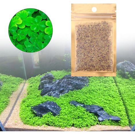10 g de graines de plantes aquatiques vivantes faciles à cultiver pour aquarium (herbe porte-bonheur) (1/4)