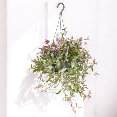 Gardenaria Tradescantia fluminensis 'Pink hill' - Pianta da interno ornamentale - Altezza: 40 cm (vaso 17) (1/4)