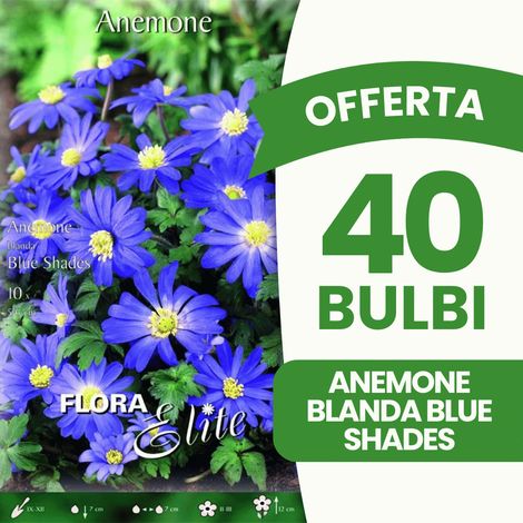 BULBI AUTUNNALI OFFERTA 40 BULBI ANEMONE BLANDA BLUE SHADES BULBS BULBES