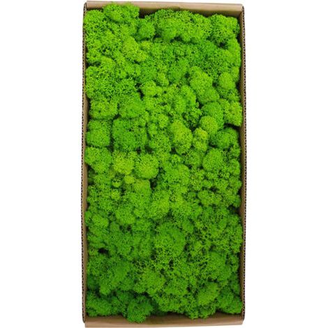 QORVA- Décoration murale en mousse préservée pour jardinage, micro-paysage, accessoires décoratifs