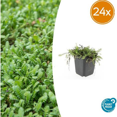 Lot de 24 Leptinella squalida - Plante Couvre-sol Persistante - Tapis Vert - Pot Ø9 cm - PANGIVO (1/5)