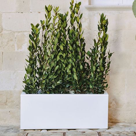 FIORIERA VASO Matera RETTANGOLARE 100X40X40 cm IN RESINA MODERNO - MONACIS - Colore: Bianco