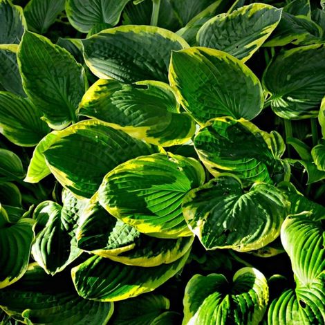Hosta Frances Williams/Pot de 3L - Touffe (1/4)