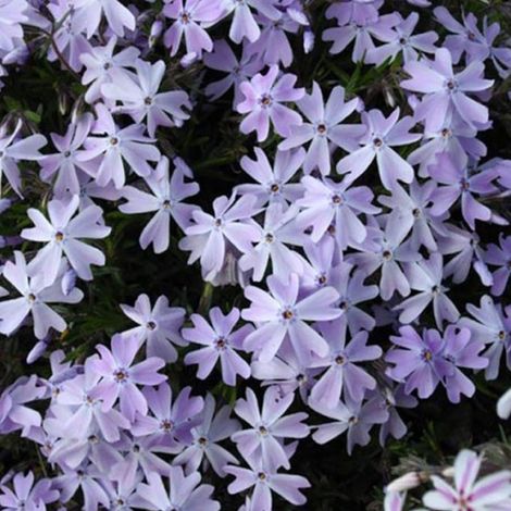 4 x Phlox mousse 'Emerald Cushion Blue' - godet 9x9 cm