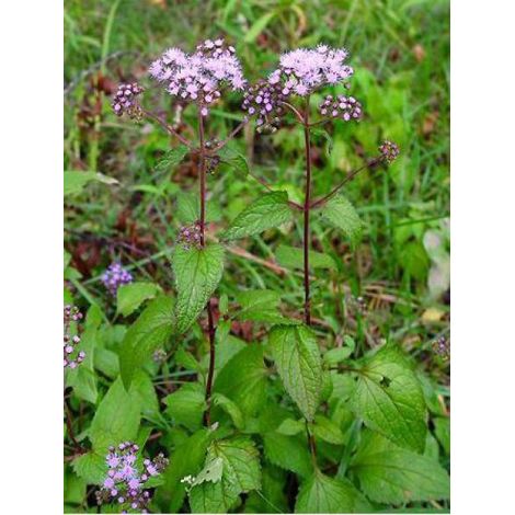 Eupatoire à port d'Ageratum Godet de 8/9 cm (1/4)