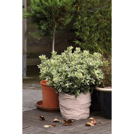 Pot Protezione Fleece 0,5X6M 50G / M2, Beige