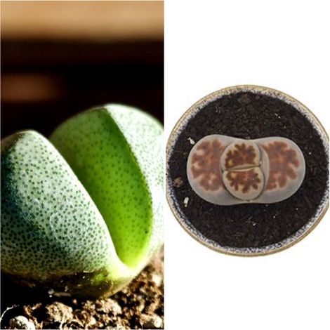 Planta Lithops Cactus Piedra