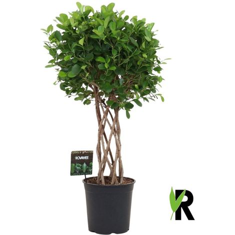 Ficus Moclame Plante Verte d'Intérieur avec Tronc Tressé Cylindrique - Hauteur 120 cm - PANGIVO