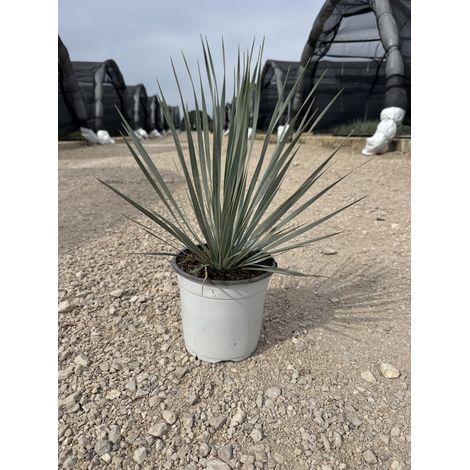 Yucca Rostrata Pot 17 cm Plante Grasse Architecturale Résistante au Gel