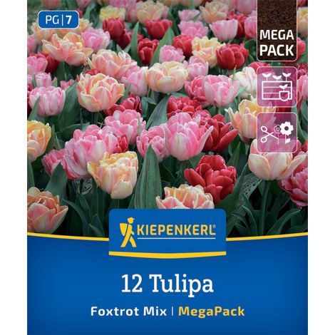Kiepenkerl Herbstblumenzwiebel Tulpen Foxtrot Mischung 12 Stück (1/2)