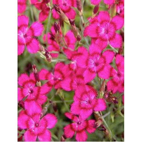 Œillet à delta, œillet couché 'Brilliant' Godet de 7/8 cm (1/2)