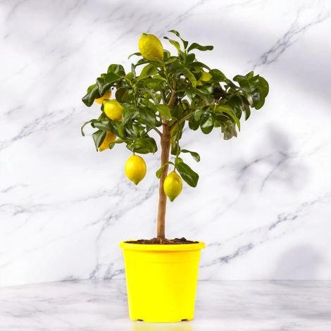 Gardenaria Limone Zagara Bianca - Citrus limon 'Zagara Bianca' - Pianta di agrume da frutto in vaso - Altezza: 160 cm (vaso 35) (1/5)