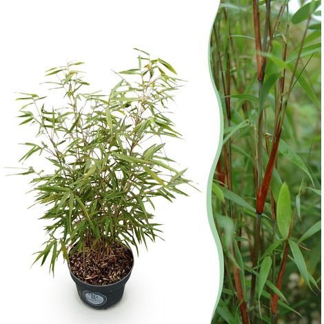 Bambou Fargesia scabrida Asian Wonder Non Traçant Haie et Isolé Vert H80 cm Pot 23 cm - PANGIVO (1/5)