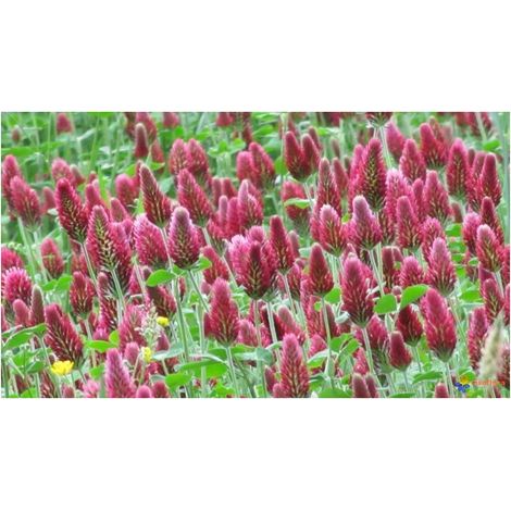 Trèfle Incarnat Engrais vert 500gr Vilmorin - 200m2