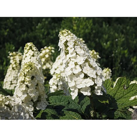 Gardenaria Ortensia - Hydrangea Quercifolia 'Snow Queen' - Pianta acidofila ornamentale da esterno - Altezza: 80/100 cm (vaso 24) (1/2)